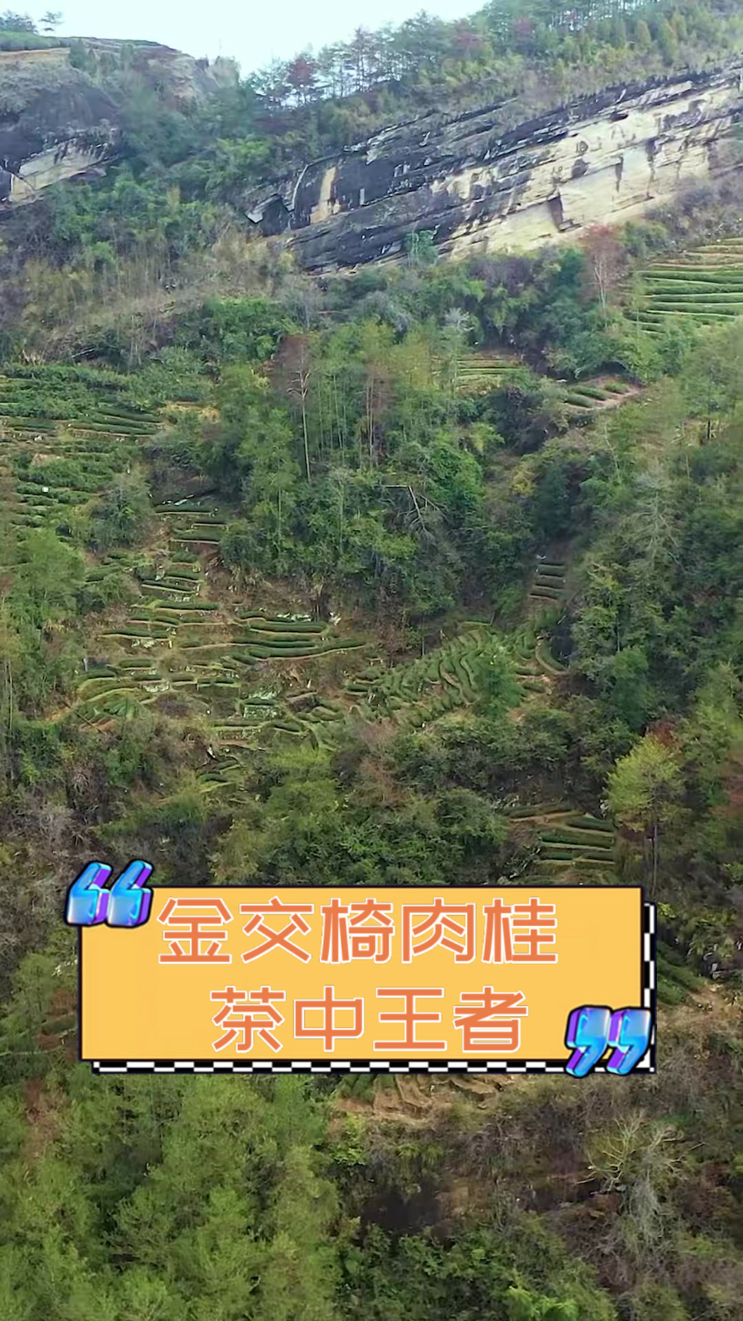 金交椅肉桂，茶中王者