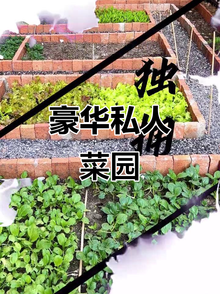 私家菜园变天堂,四十平绿色乐园让你享受贵族生活