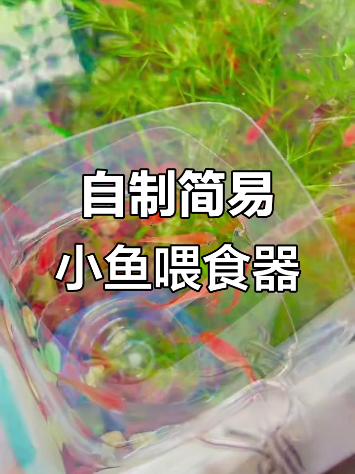简单DIY小鱼喂食器，轻松解决鱼粮乱飞问题