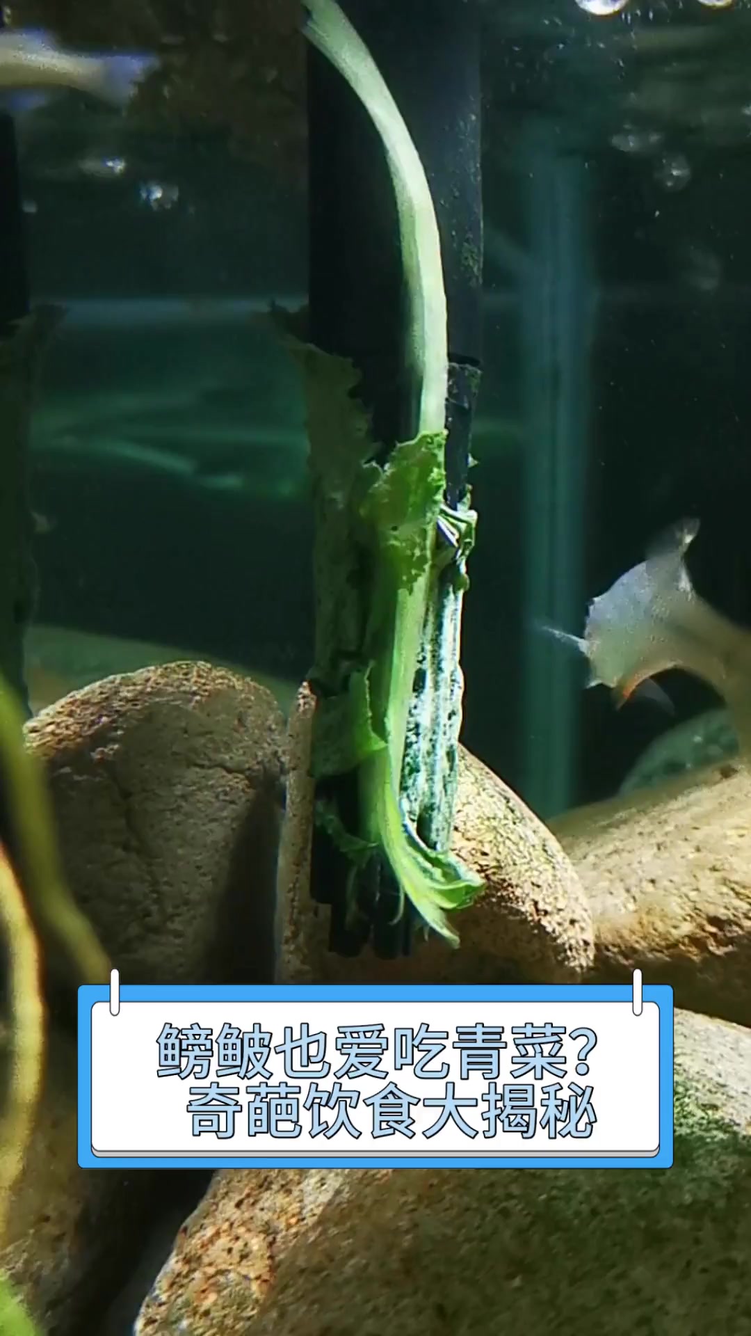 鳑鲏也爱吃青菜?奇葩饮食大揭秘