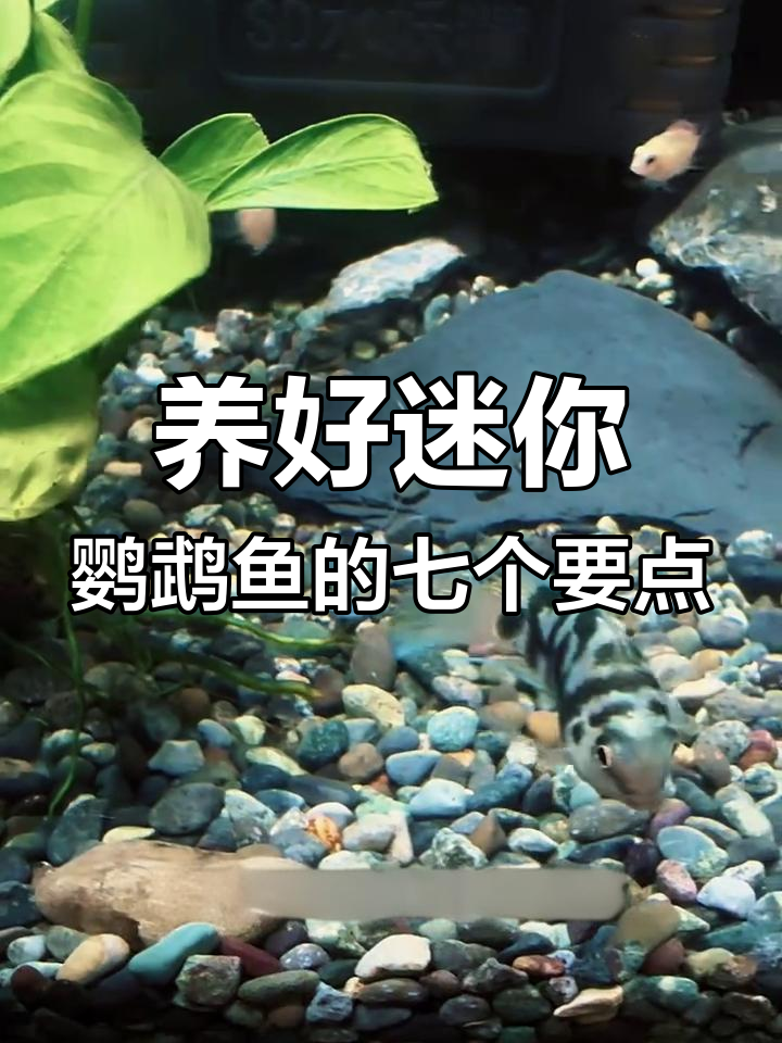 迷你鹦鹉鱼饲养七大注意事项,避免常见错误