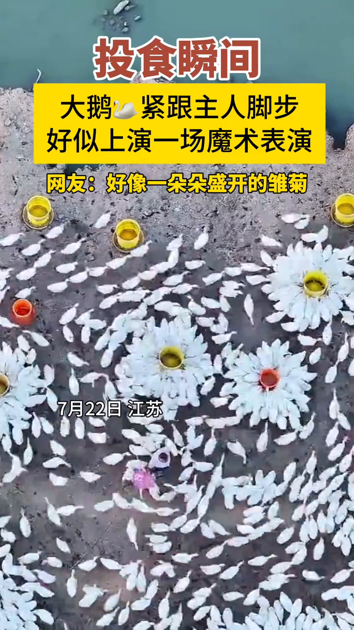画面太震撼!主人投喂鹅群的瞬间,大鹅追随主人脚步