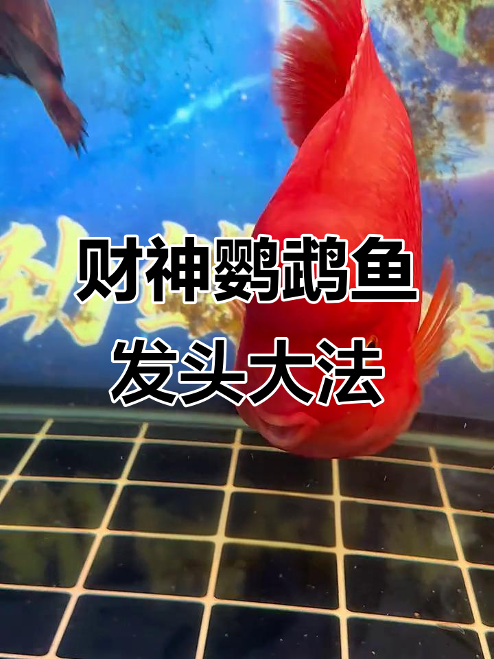 财神鹦鹉鱼头瘤增肥秘籍,选对饲料让它们更健康