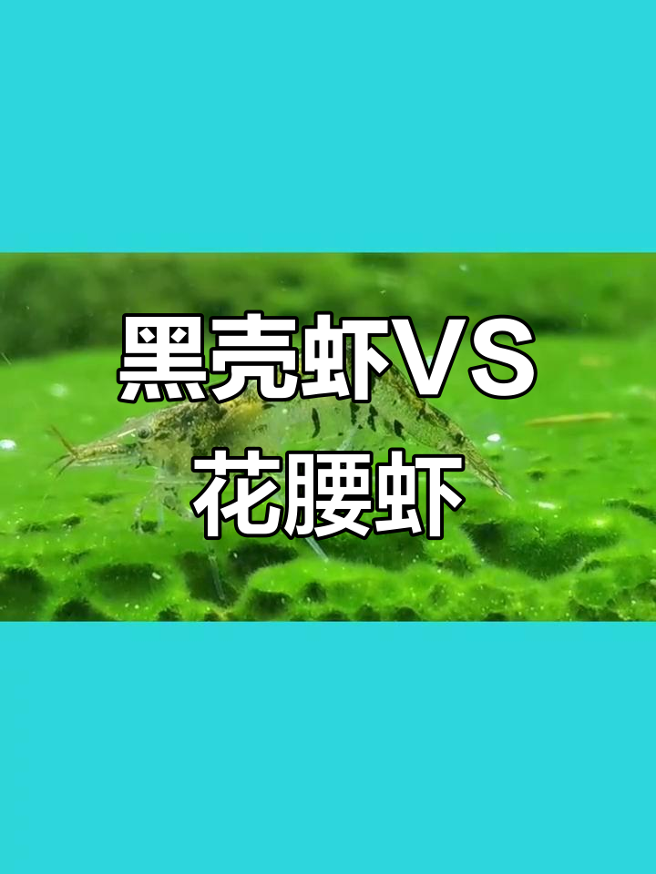 花腰虾比黑壳虾更强,除藻能力惊人