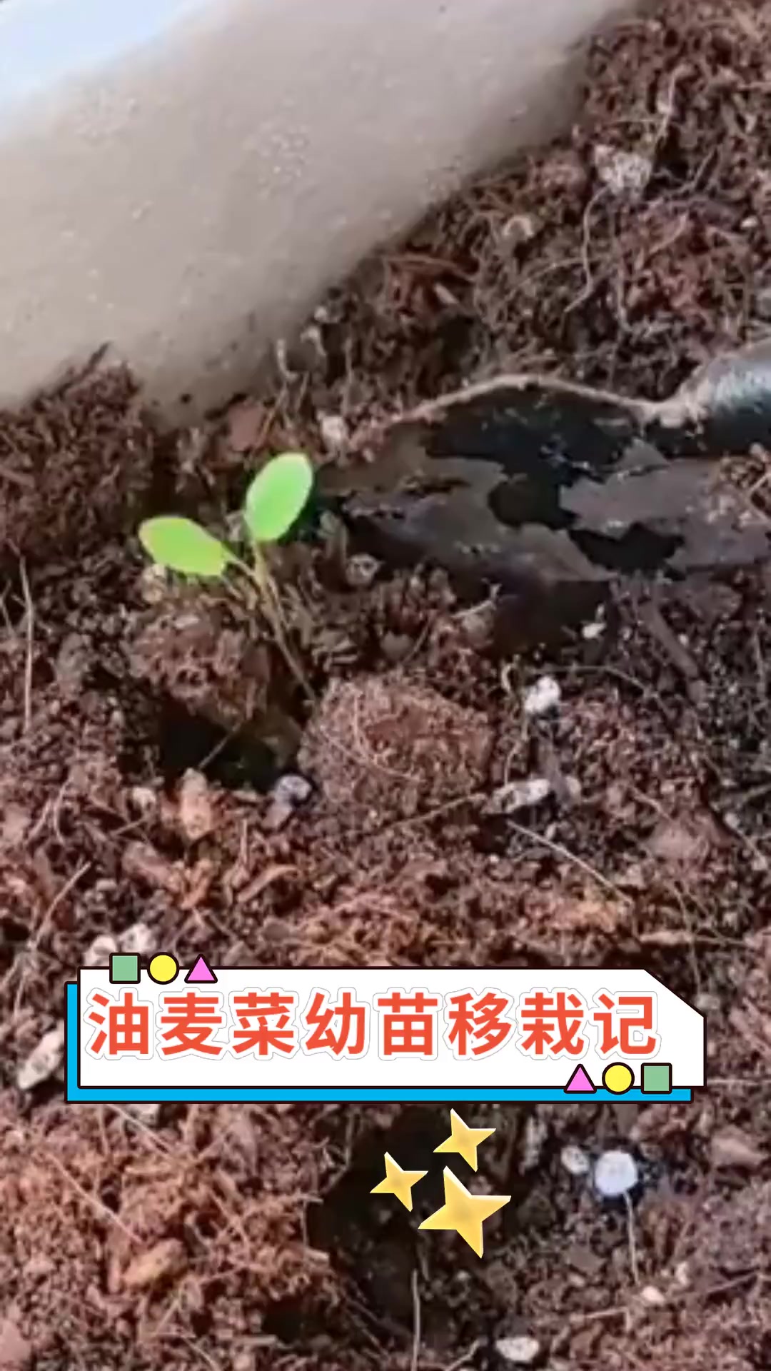 油麦菜幼苗移栽记