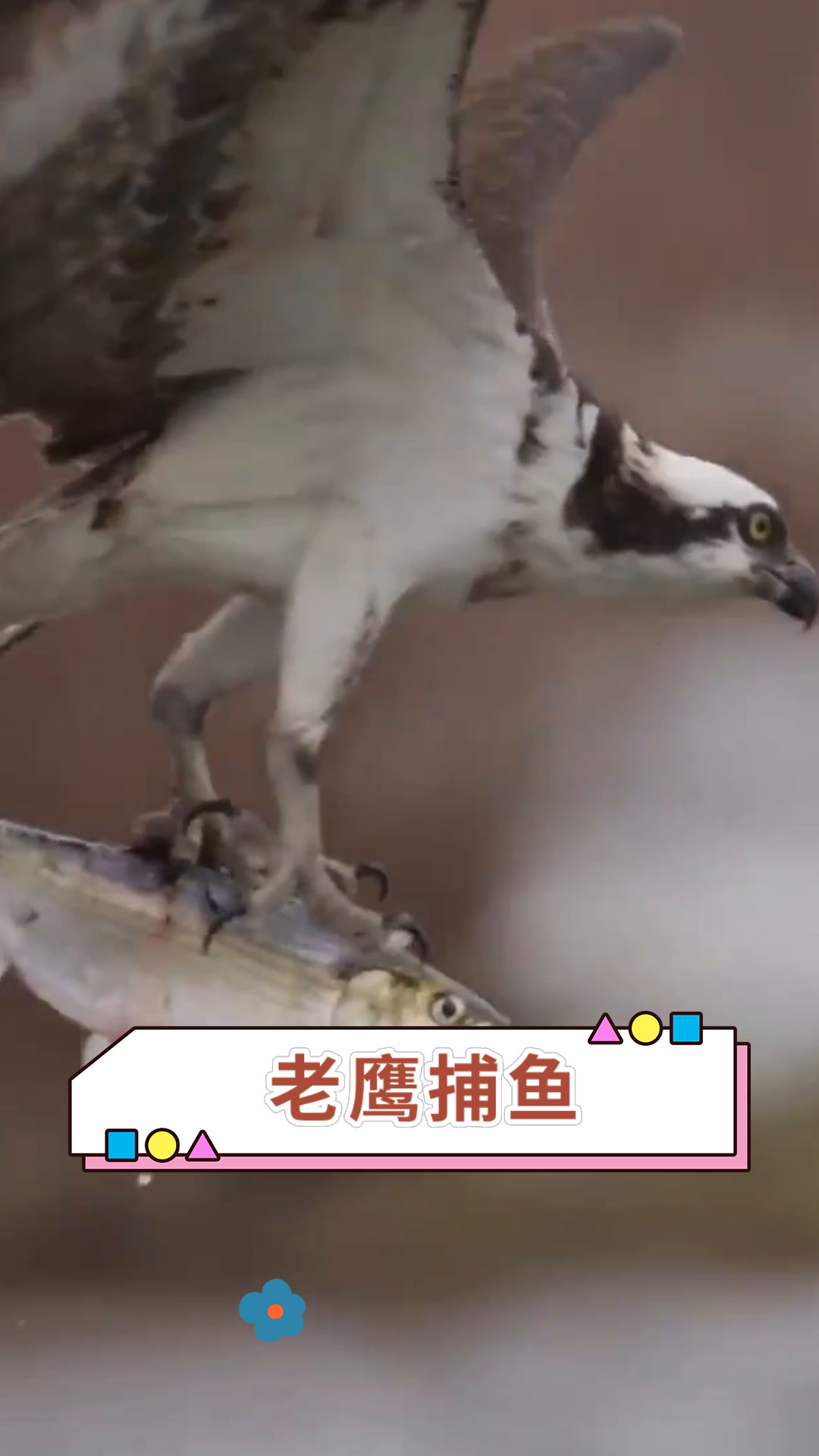 老鹰捕鱼