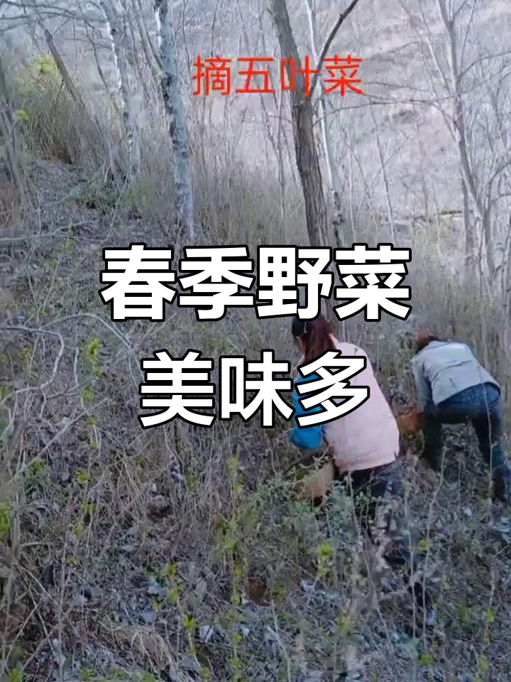 春天野菜大丰收,农村绿色美食全攻略