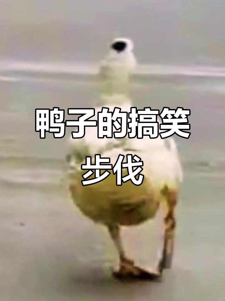 鸭子走路太嚣张,六亲不认步伐笑翻全场