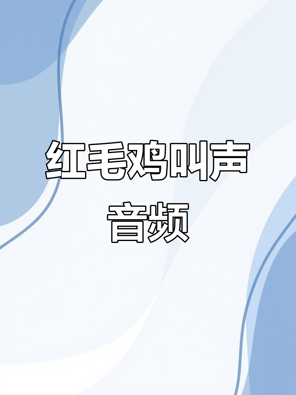 红毛鸡叫声大合集,咕咕嘟嘟超有趣