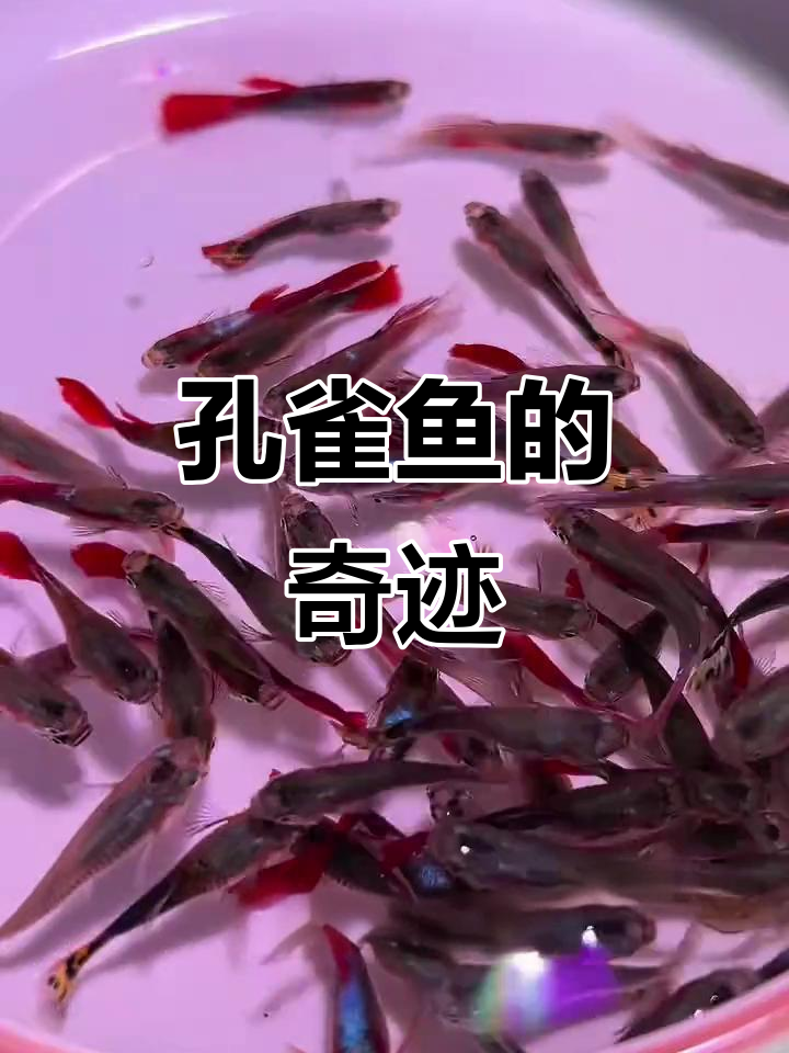 这孔雀鱼繁殖力惊人，从十几条到几百条只需短短时间！