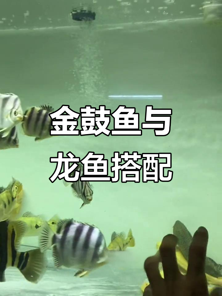 非洲金鼓鱼：龙鱼的完美伴侣，温和又互动性强