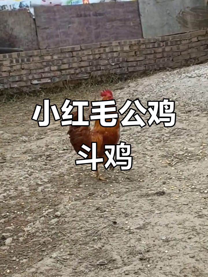 7个月小红毛公鸡,体重仅3.1斤,灵活斗鸡初体验