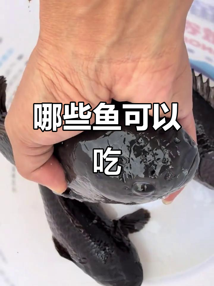 这些鱼能吃吗?了解濒危江豚与常见食用鱼的真相