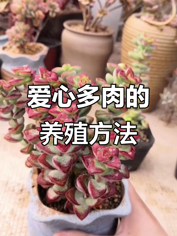 爱心多肉植物:从叶片到爆盆的养护技巧
