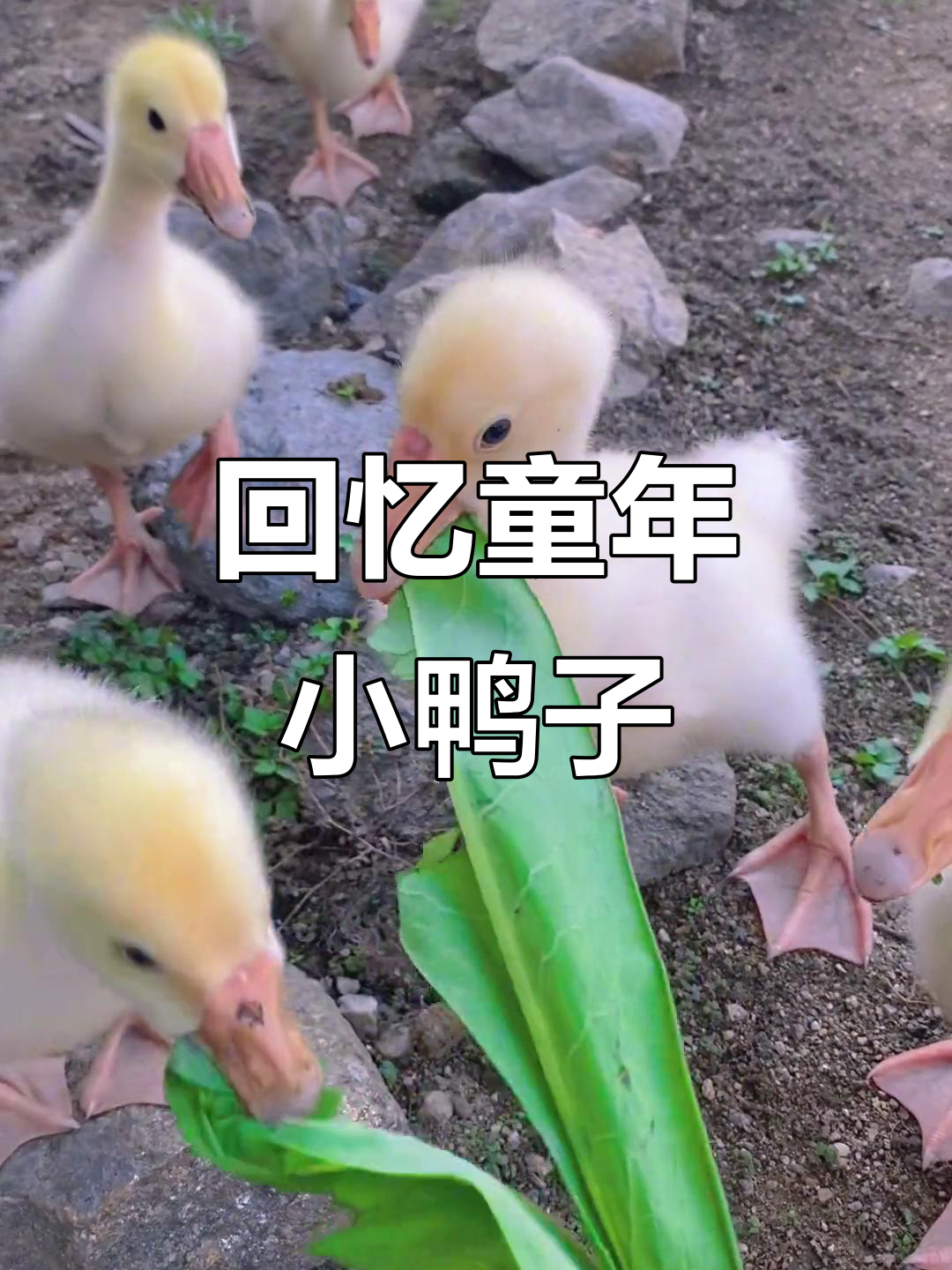 小时候的鸭子和鹅,萌态十足!