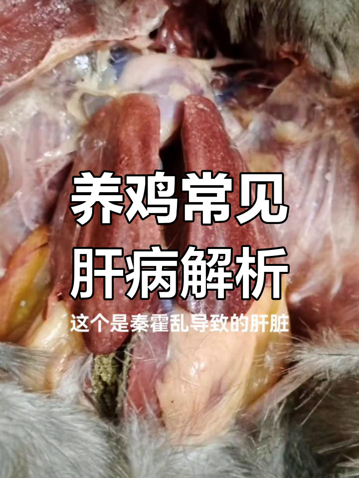 鸡肝脏问题大揭秘:各种病因及治疗方案