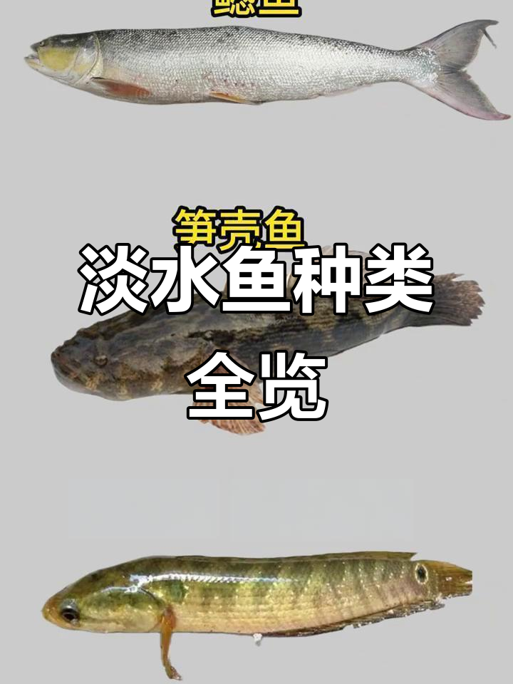 常见淡水鱼品种大揭秘,了解胭脂鱼的独特魅力