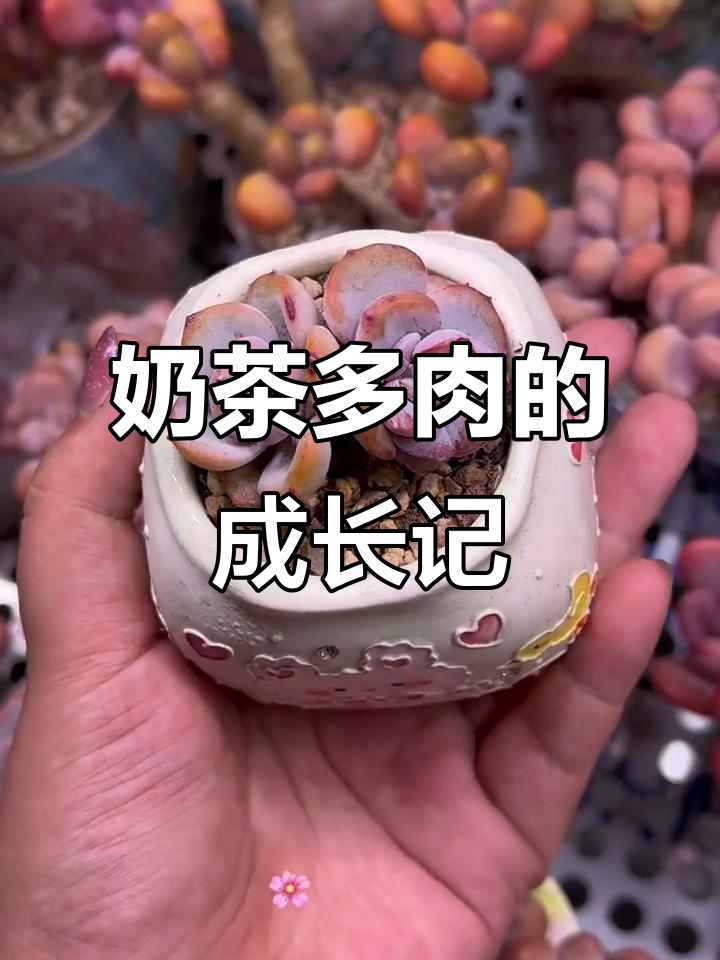 奶茶多肉养护全攻略:从零度到四季变化,轻松掌握