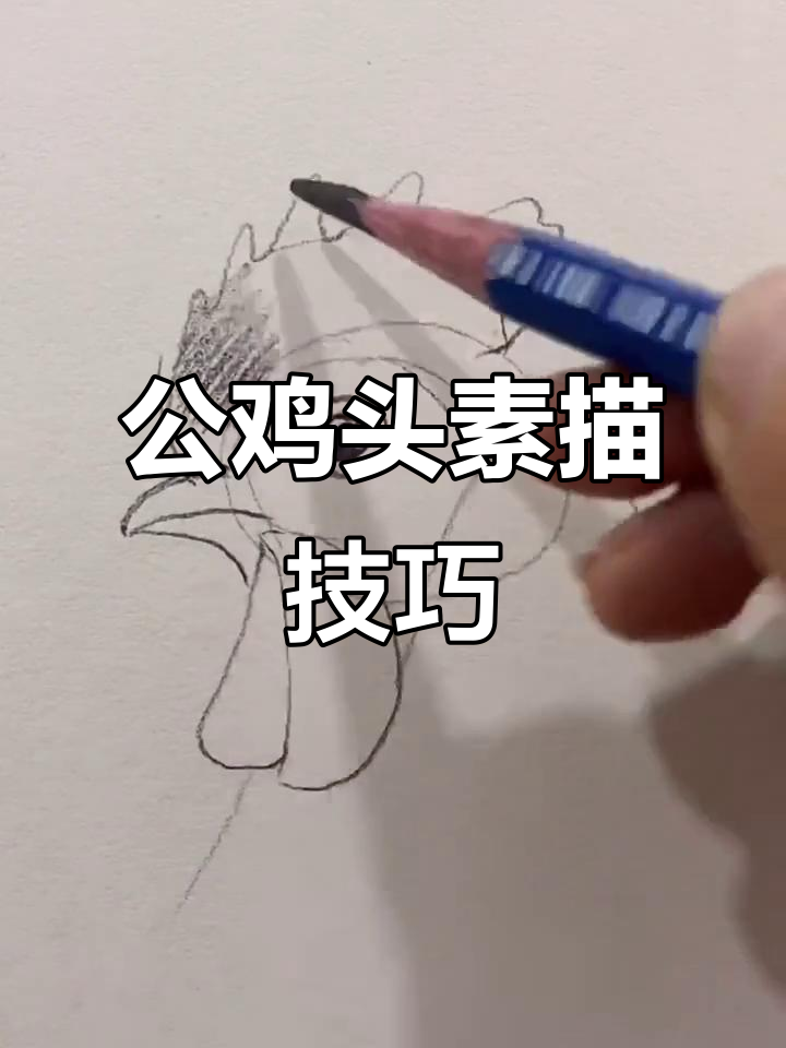 铁冠大公鸡素描教程，轻松画出栩栩如生的形象