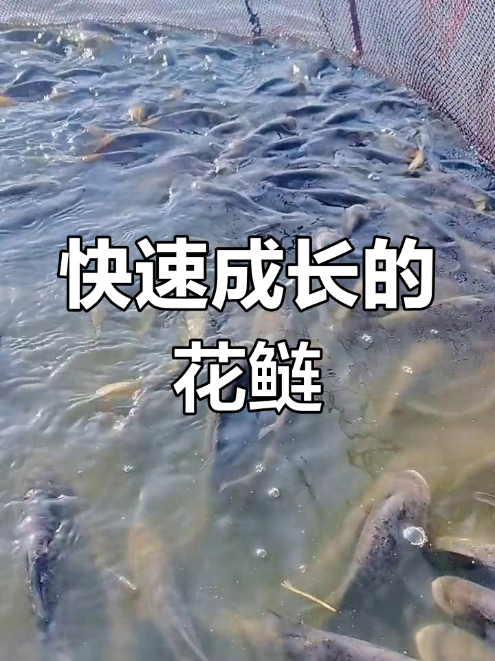 花鲢鱼苗生长迅速,一年可达3-5斤,适合套养