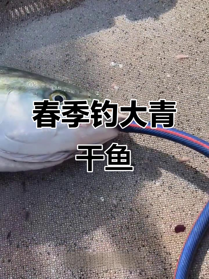 春天钓巨型青甘鱼，拉力惊人！