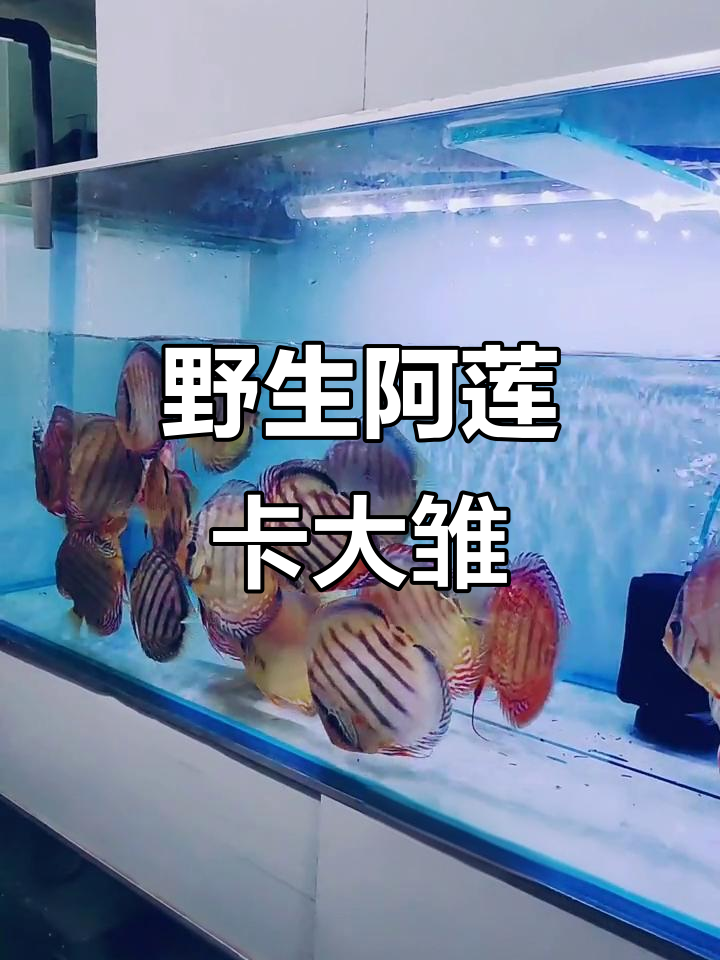 热带七彩神仙鱼,野血阿莲卡大雏的魅力展示