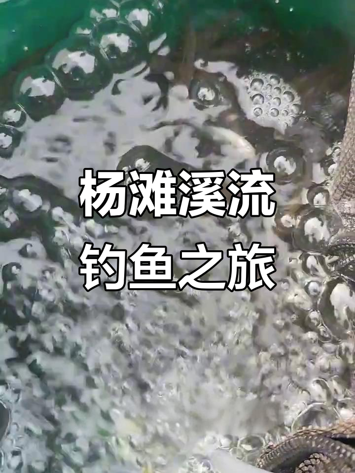 溪流钓解锁杨滩桐花鱼,石螺随处可见