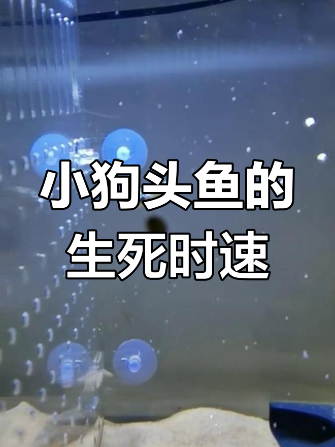 迷你狗头鱼挑战生存极限,60缸里几乎看不见它们