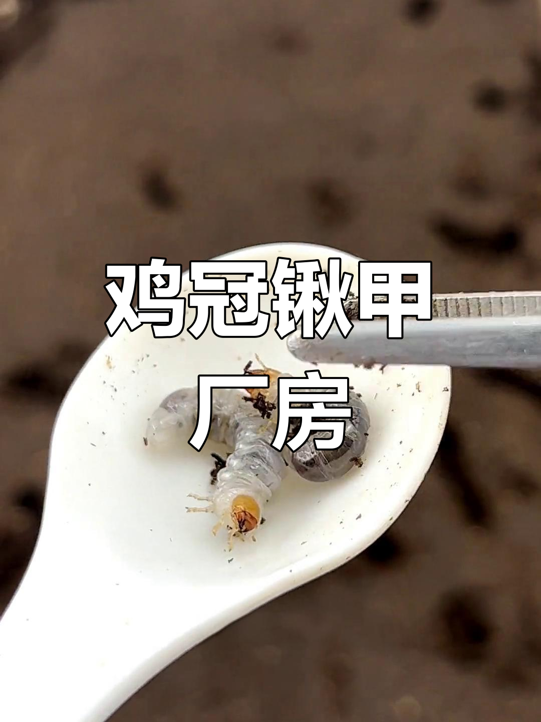 鸡冠锹甲产房爆满,幼虫密集