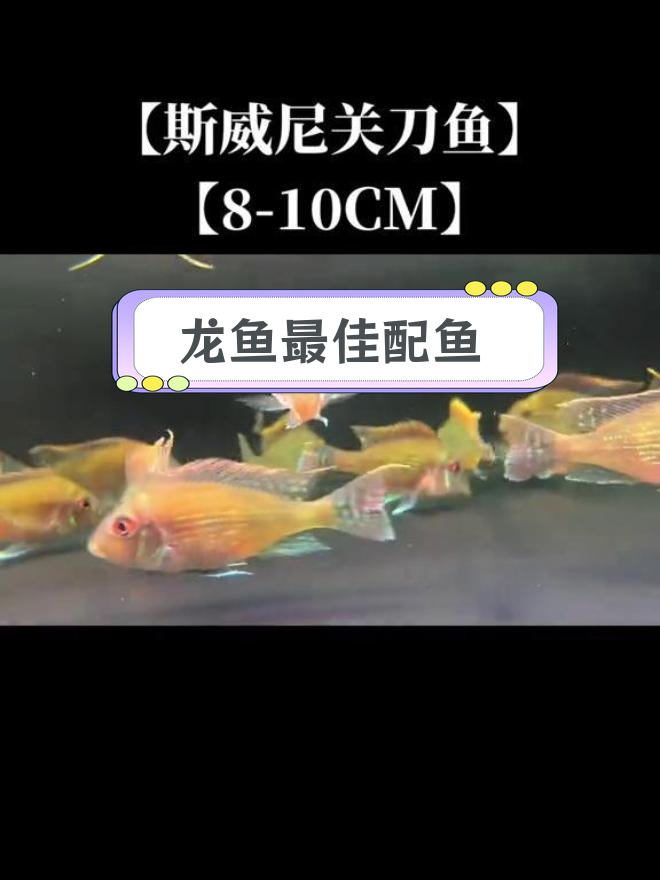 斯威尼关刀鱼与龙鱼的完美混养搭配
