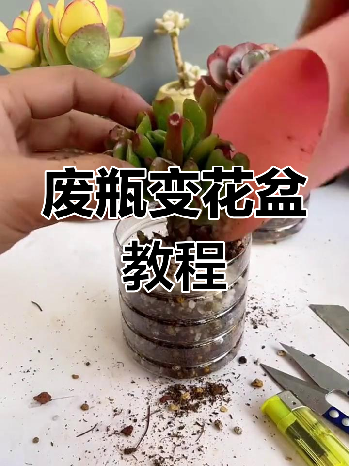 利用废饮料瓶做多肉花盆,简单又环保