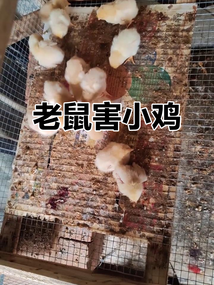 小鸡被老鼠糟蹋,如何才能解气?