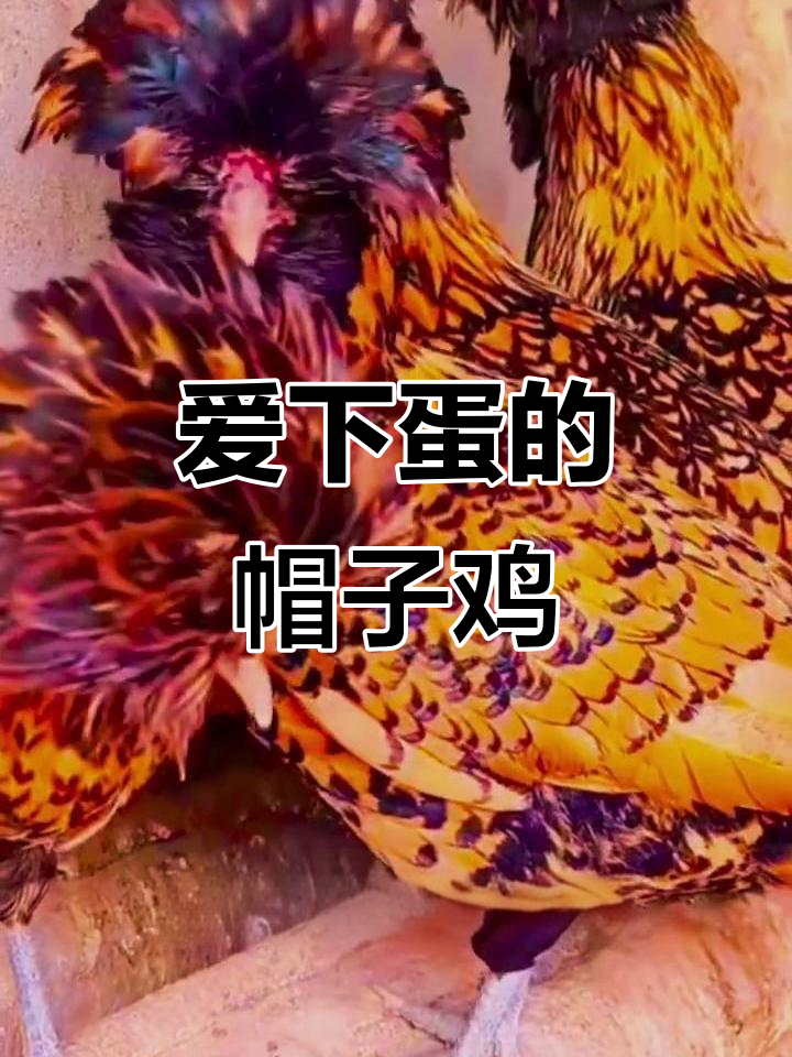 帽头鸡：智商高、爱下蛋，自信满满的小可爱