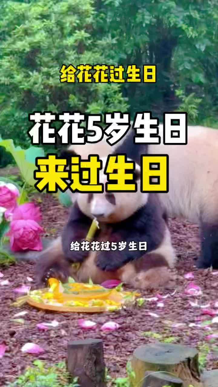 千里迢迢给花花过生日 花花生日,5岁生日快乐呀!“七仔”也来成都给花花过生日了 花花生日快