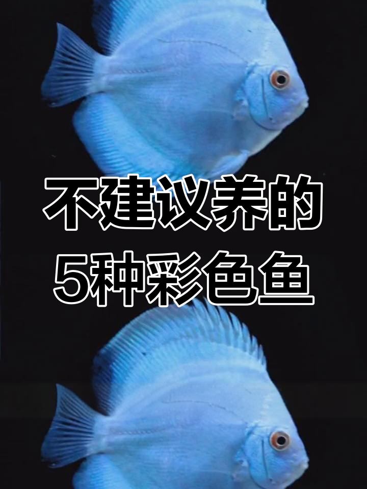 避免饲养这五种染色鱼龟,尤其是最后一种