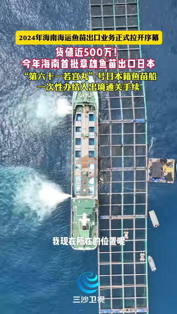货值近500万元!今年海南首批章雄鱼苗出口日本(来源:三沙卫视)