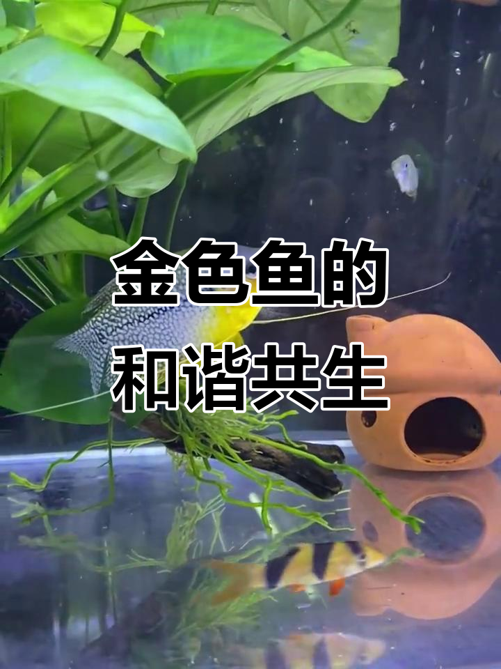 黄金马甲鱼性格温和，适合与多种鱼类混养