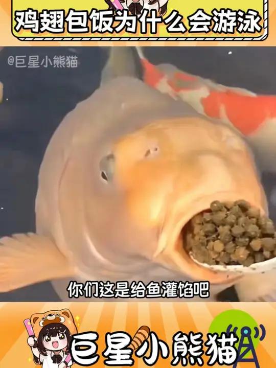 鱼鱼你是真正的鸡翅 万万没想到 动物 鱼 抽象 美食