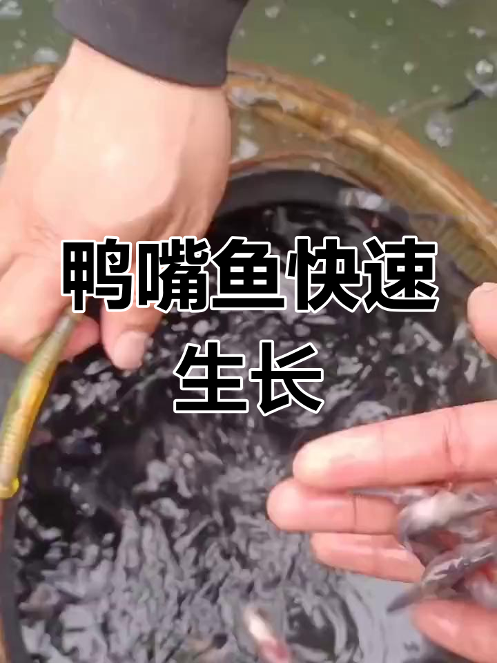 鸭嘴鱼养殖条件简单,一年可长四五斤