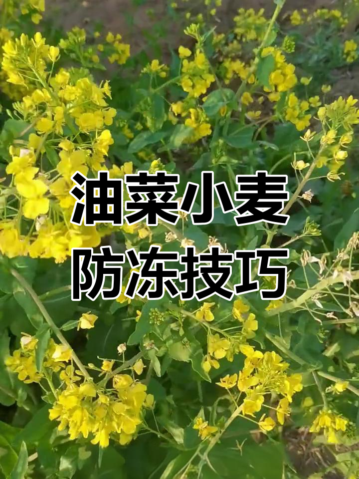 倒春寒来临,油菜花和小麦如何应对冻害?