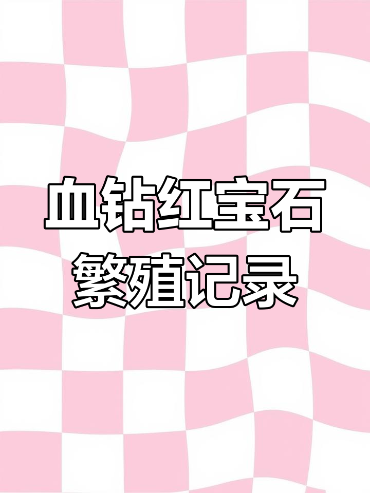 红宝石鱼繁殖第二天，卵小但出苗率高