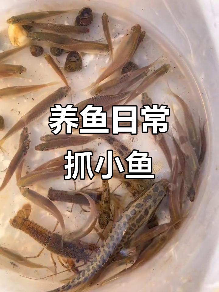 鱼塘新成员大集合,小猫小狗都来抢饭吃