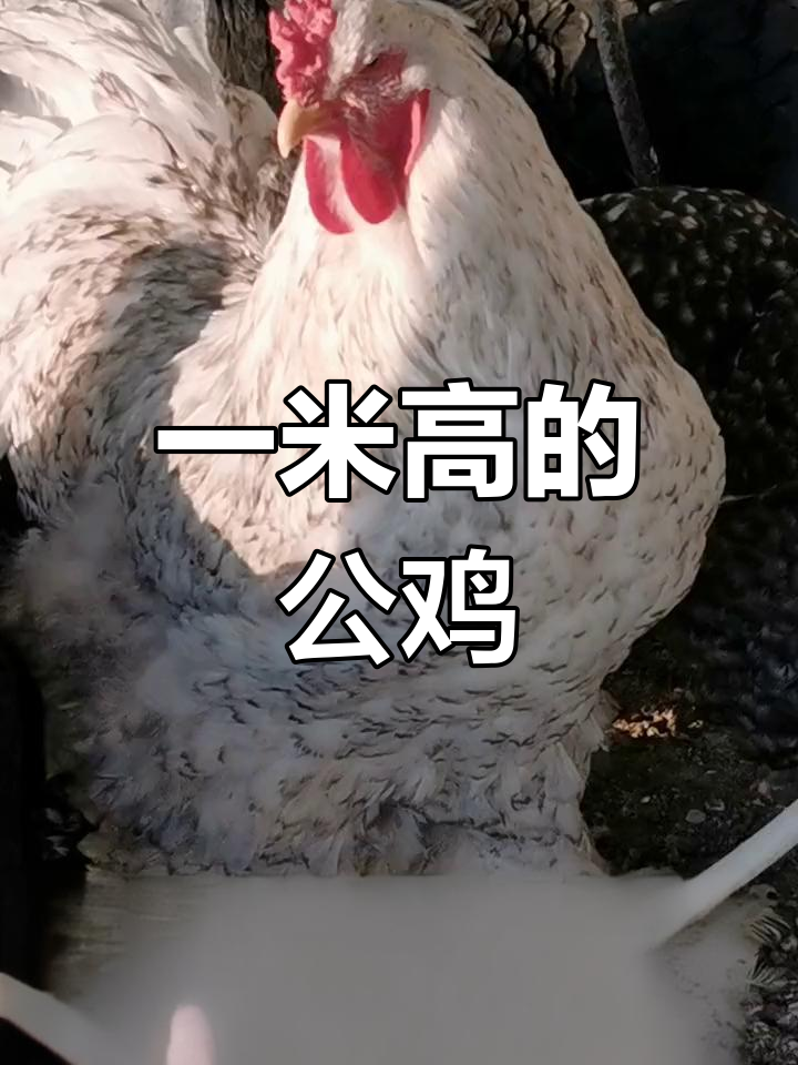 美国巨型鸡种:樊天鸡
