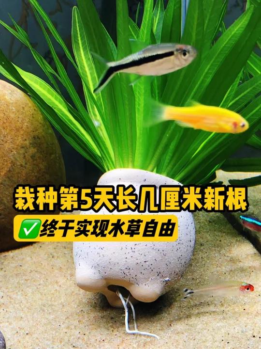栽种第5天就长新根,桌面鱼缸造景这样种水草