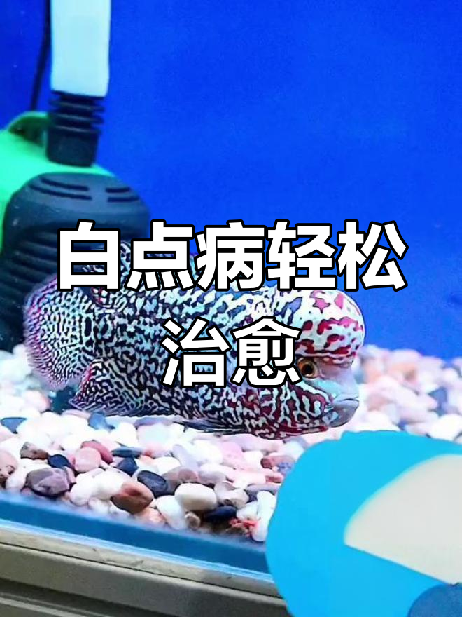 罗汉鱼白点病治疗法,简单有效又安全