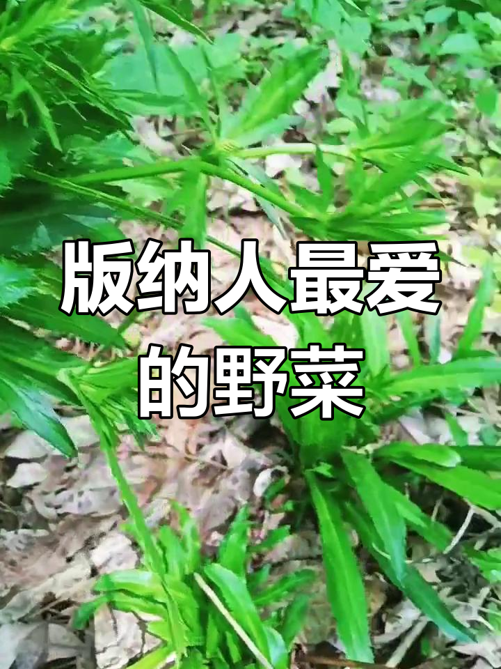 野生大芫荽,版纳人的美味之选