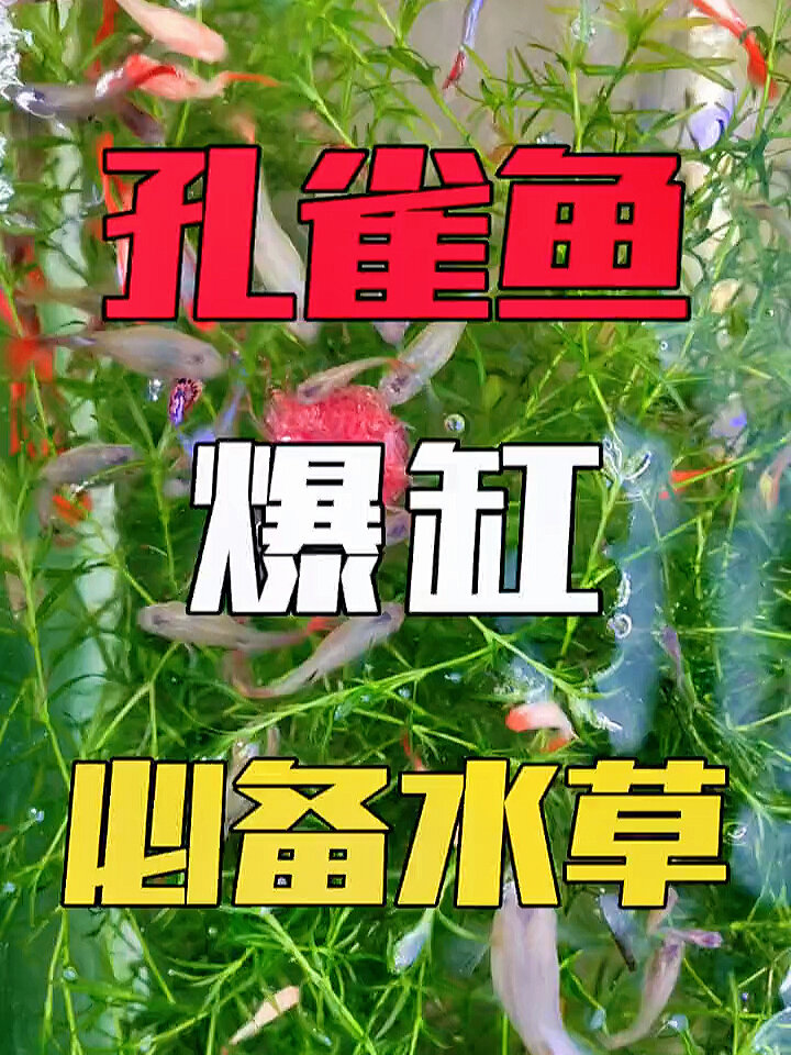 孔雀鱼爆缸必备水草