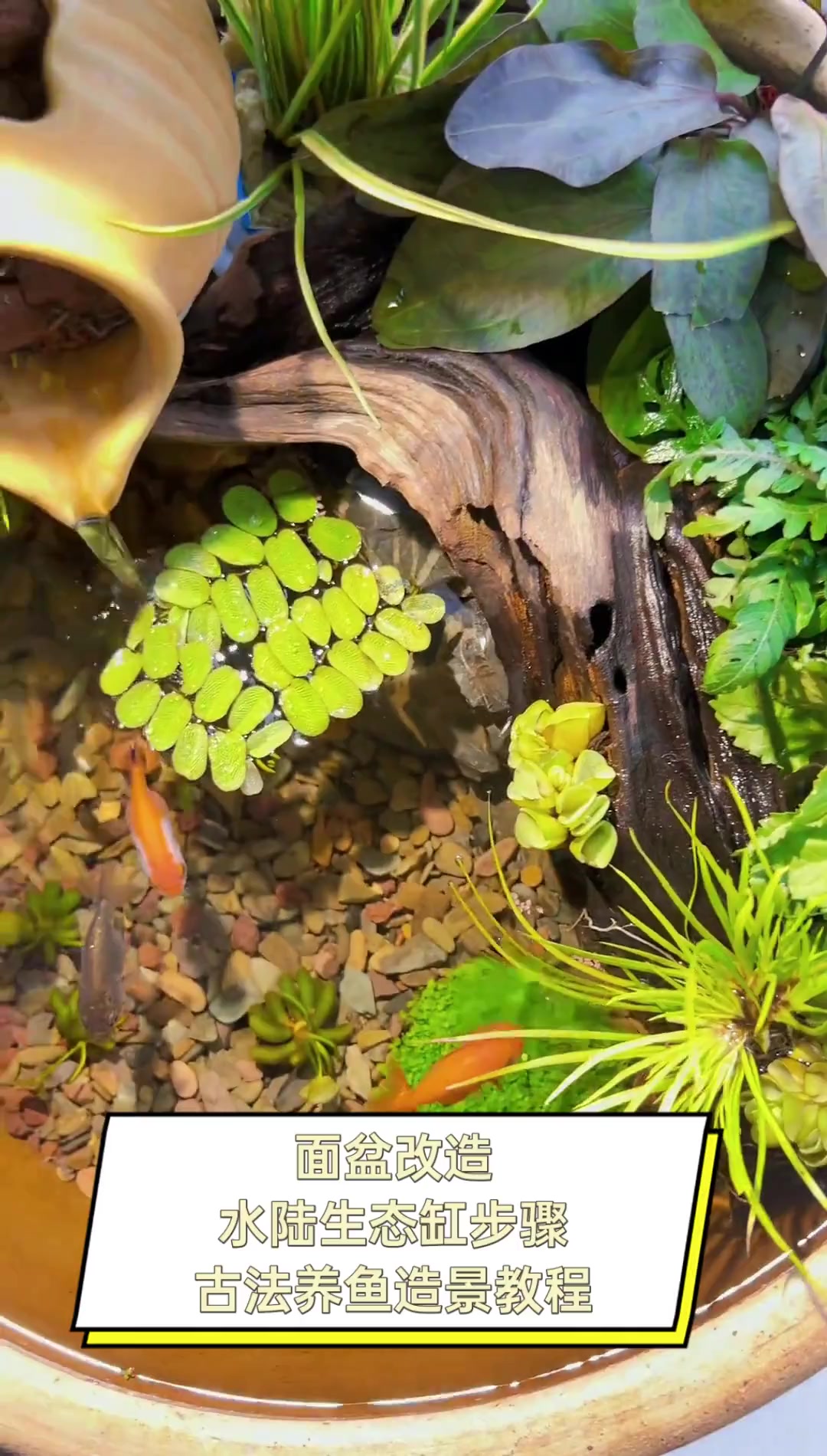 面盆改造水陆生态缸步骤,古法养鱼造景教程