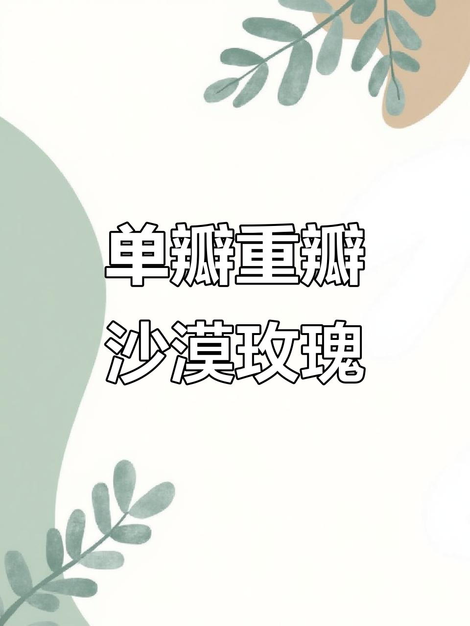 沙漠玫瑰单瓣重瓣开花,红花黑边花苞初现