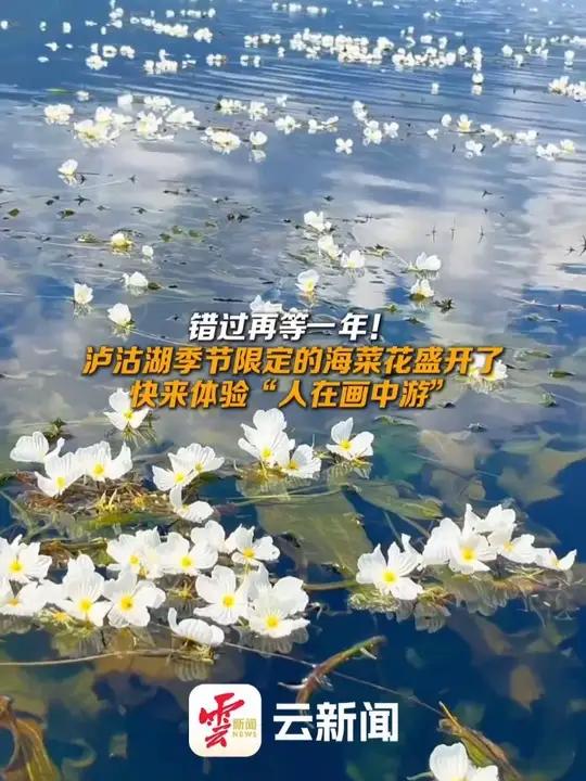 错过再等一年！泸沽湖季节限定的海菜花盛开了